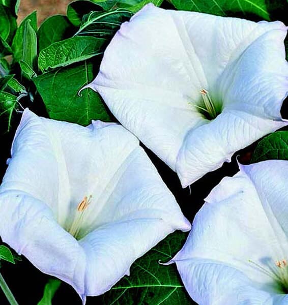 Evening Fragrance Angels Trumpet Seeds — Seeds 'n Such