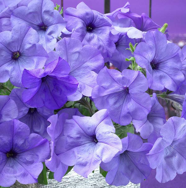 Evening Scentsation Hybrid Spreading Petunia Seeds — Seeds 'n Such