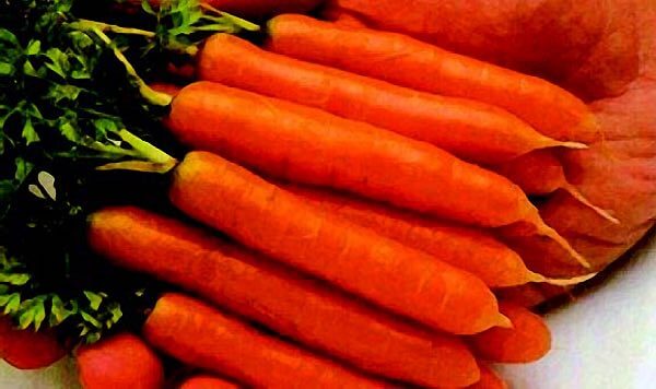 Bulk: Little Finger Baby Carrot Seeds