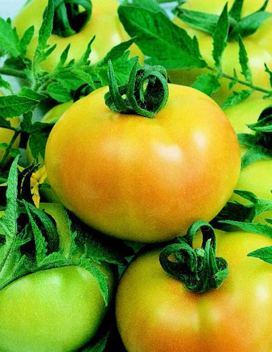 Bulk: Fried Green Hybrid Tomato Seeds