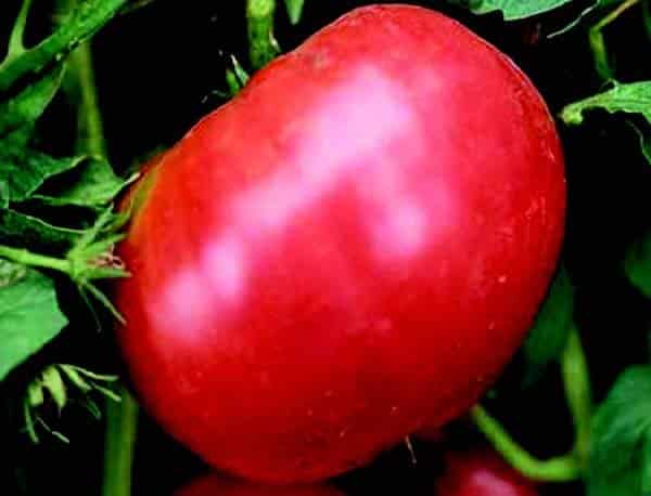 Bulk: German Pink Tomato Seeds