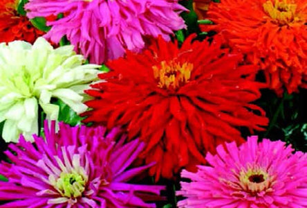 Giant Cactus-Flowered Mix Zinnia Seeds — Seeds 'n Such