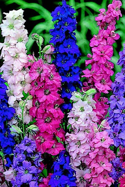Giant Imperial Mix Larkspur Seeds