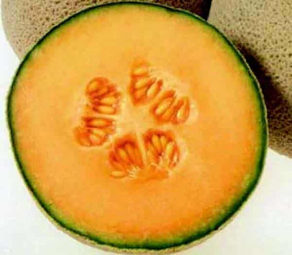 Bulk: Goddess Hybrid Melon Seeds