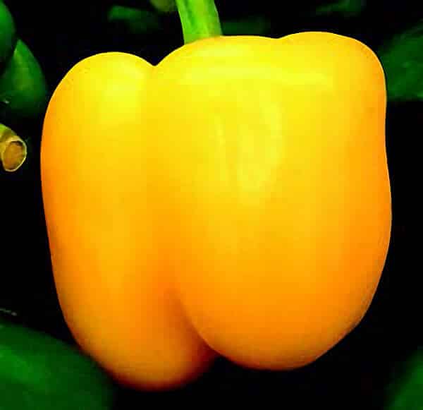 Bulk: Golden Calwonder Pepper Seeds