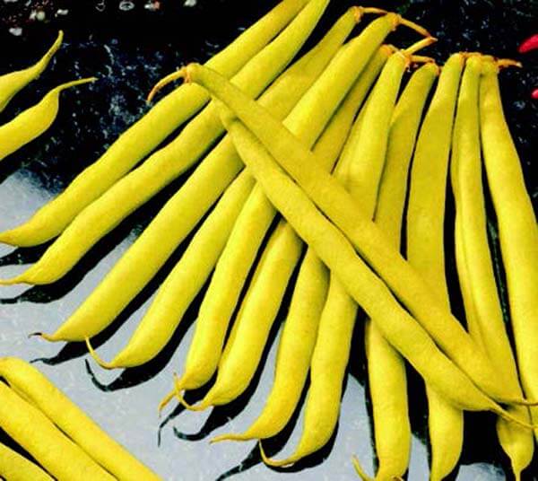 Bulk: Improved Golden Wax(or Topnotch) Bean Seeds