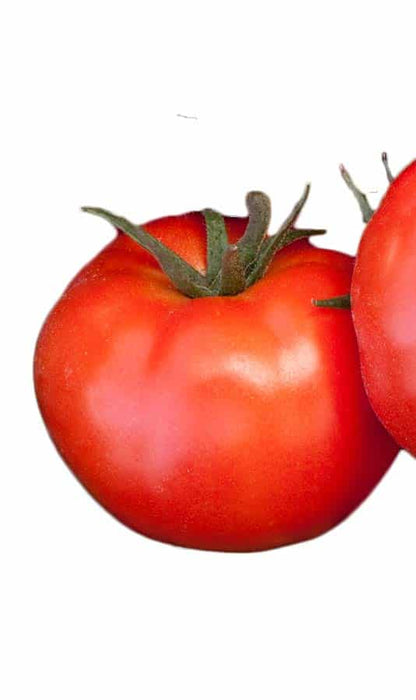 Bulk: Goliath Giant Early Bush Hybrid Tomato Seeds