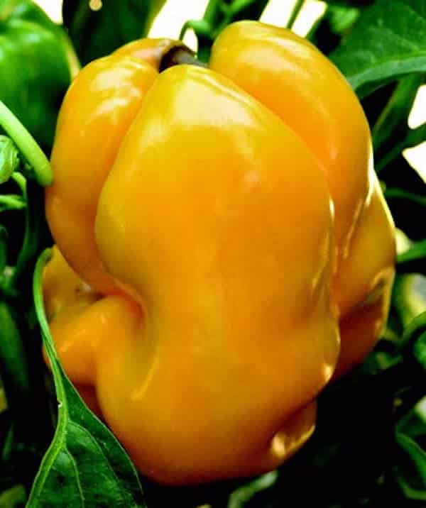 Peperoncino Trinidad Scorpion Giallo Peperoncino Trinidad Scorpion Giallo