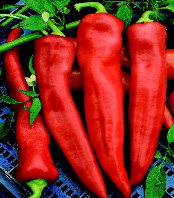 Bulk: Goliath Griller Hybrid Pepper Seeds