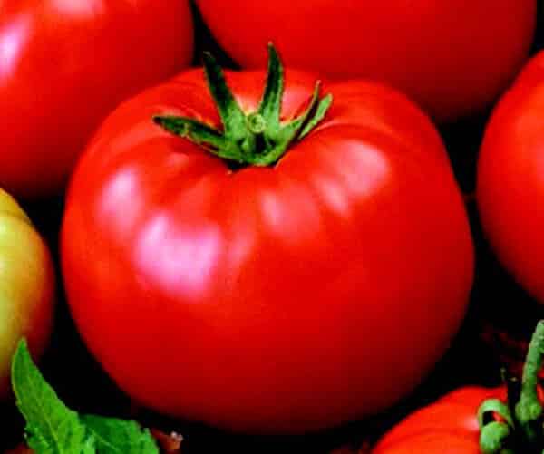 Goliath Old-Fashioned Hybrid Tomato Seeds