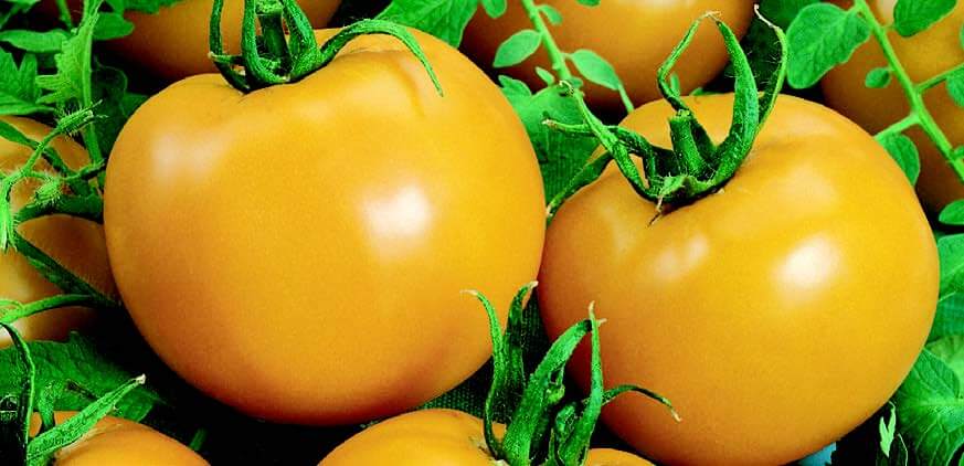 Goliath Sunny Hybrid Tomato Seeds