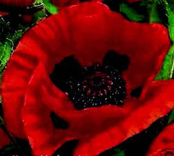 Bulk: Great Red Oriental Poppy Seeds