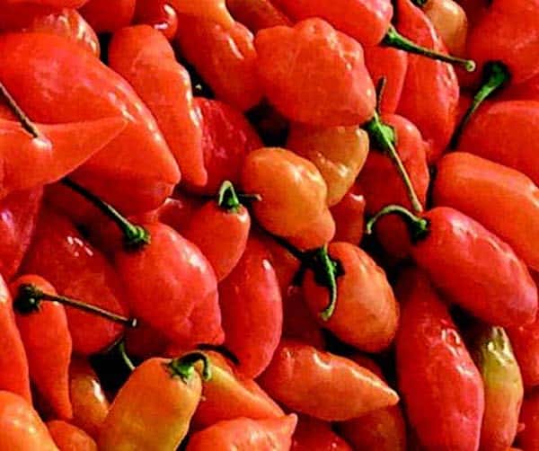 Bulk: Habanada Pepper Seeds