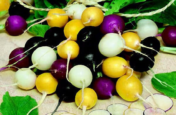 Halloween Mix Radish Seeds