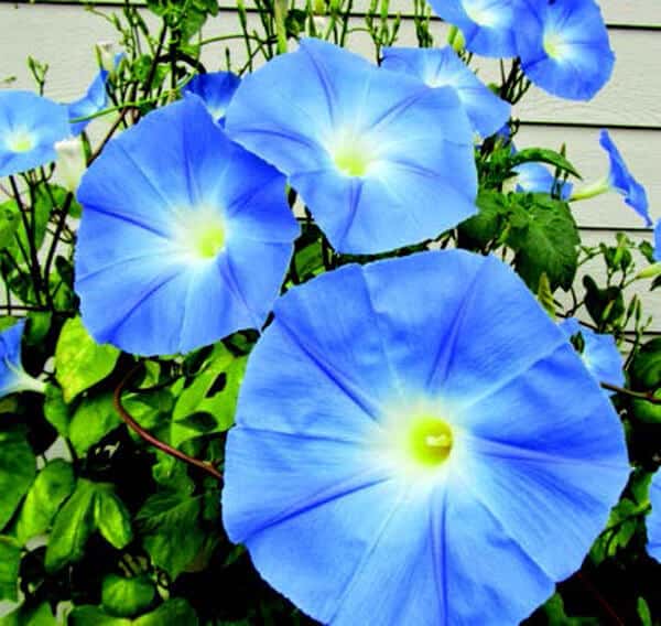 Bulk: Heavenly Blue Morning Glory Seeds