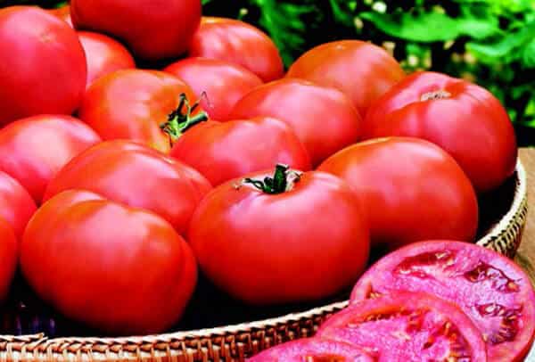 Heinz 2274 Tomato VFA