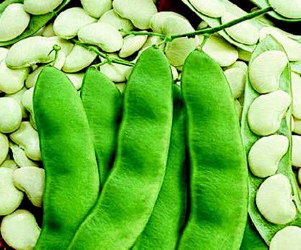 Bulk: Henderson's Bean Seeds
