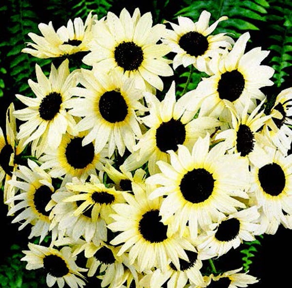 Bulk: Italian White Sunflower
