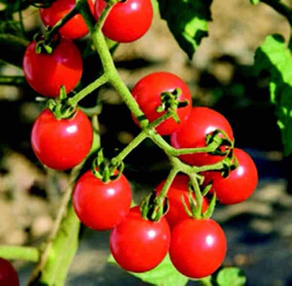 Bulk: Jasper Hybrid Tomato Seeds