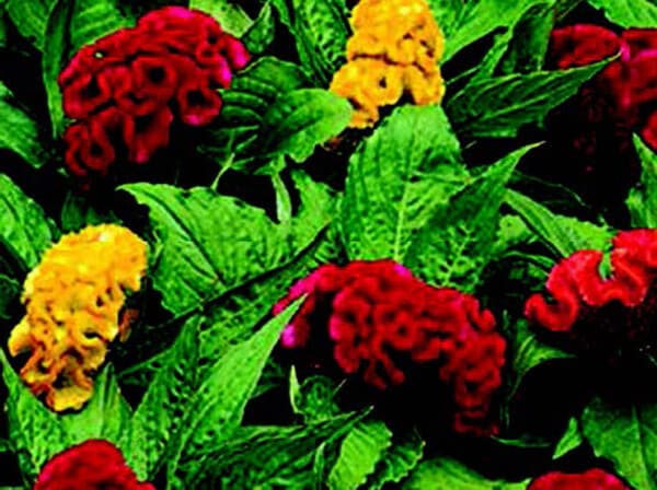 Bulk: Jewel Box Mix Crested Celosia Seeds