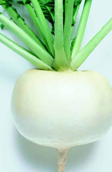 Just Right Hybrid Turnip Seeds — Seeds 'n Such
