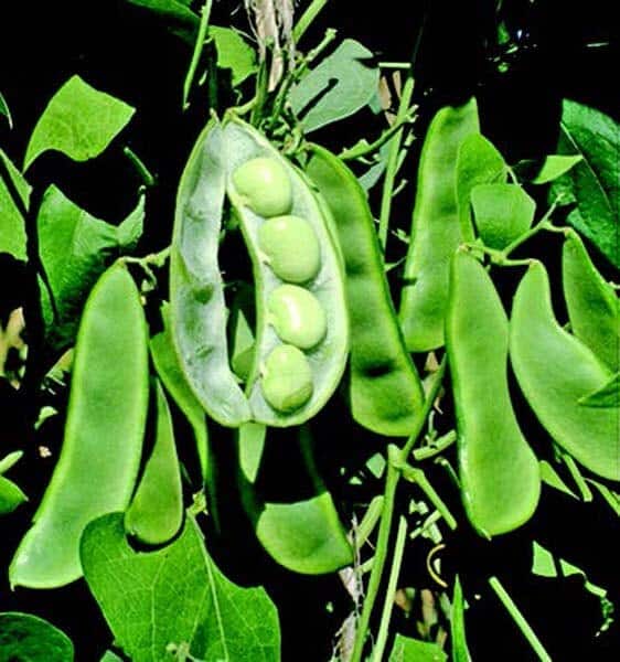 Bulk: King of the Garden Pole Bean Seeds