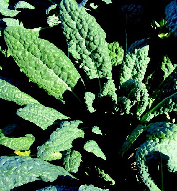 Bulk: Lacinato Kale Seeds