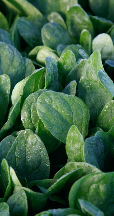Bulk: Lakeside Hybrid Spinach Seeds