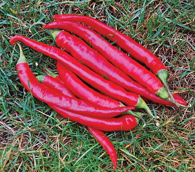 Bulk: Cayenne Large Red Thick Hot Pepper Seeds