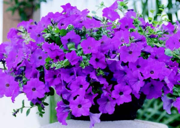 Lavender Wave Petunia Seeds