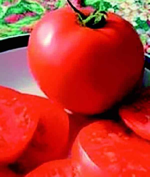 Bulk: Legend Tomato Seeds