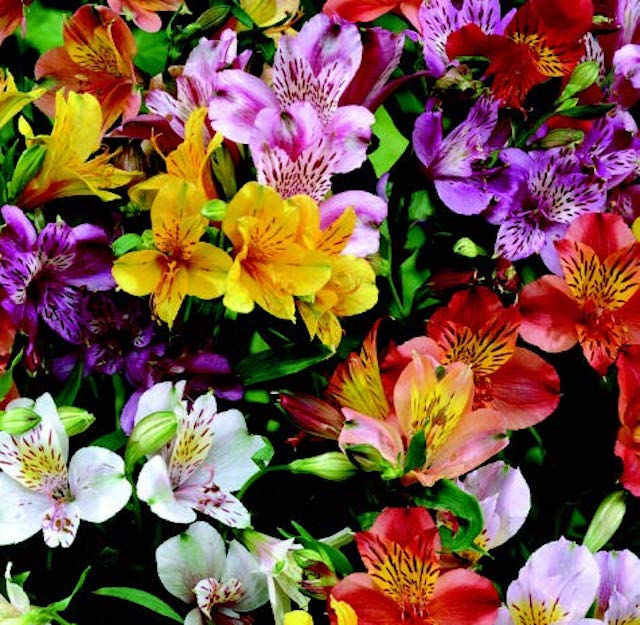 alstroemeria flower seeds Ligtu Hybrids Alstroemeria Seeds