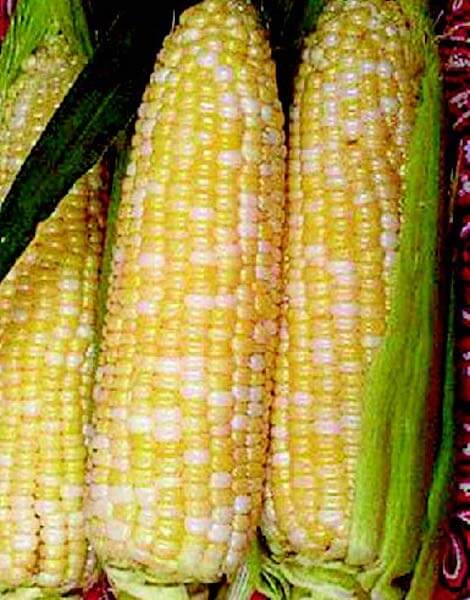 Luscious (bicolor se+) Corn Seeds