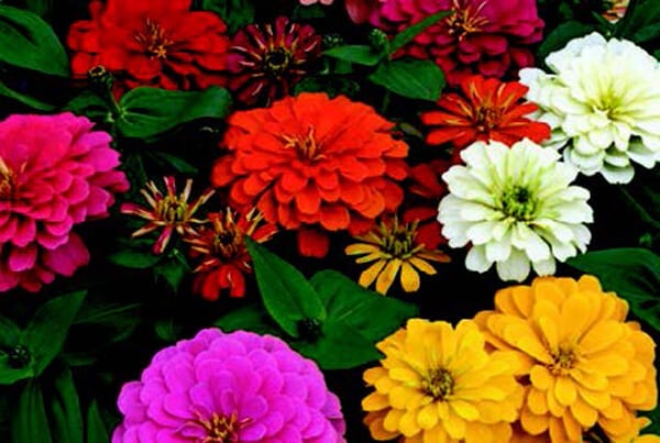 hybrid zinnia flower seeds Magellan Hybrid Formula Mix Zinnia Seeds
