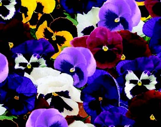 Bulk: Majestic Giants II Hybrid Mix Pansy Seeds