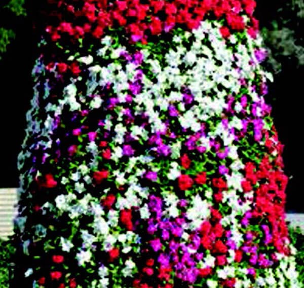 mediterranean hanging plants Mediterranean XP Series Formula Mix Vinca Seeds — Seeds 'n Such