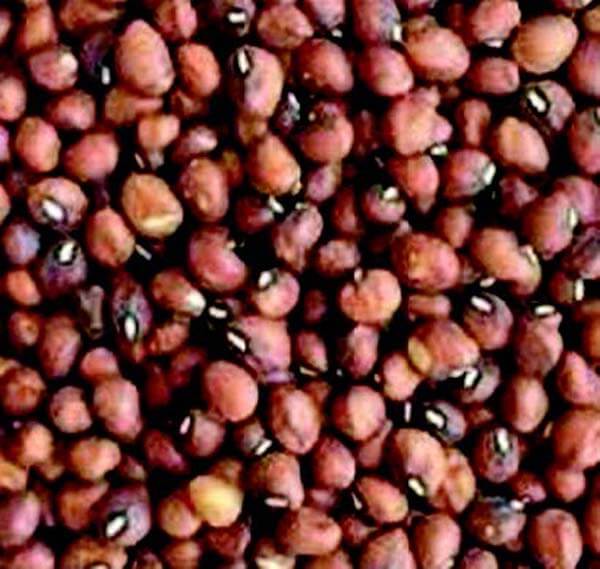 Bulk: Mississippi Silver Brown Crowder Bean Seeds