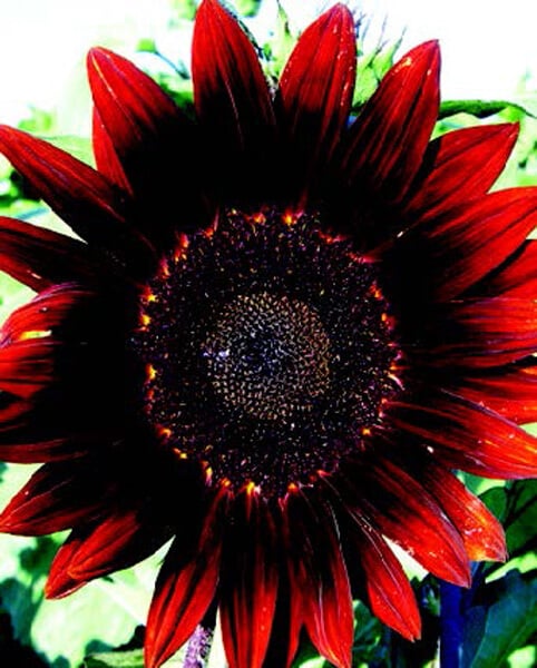 Seeds 'n Such Moulin Rouge Sunflower - Thumbnail 2