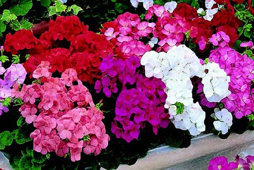 white geranium seeds Multibloom Formula Mix Geranium Seeds — Seeds 'n Such