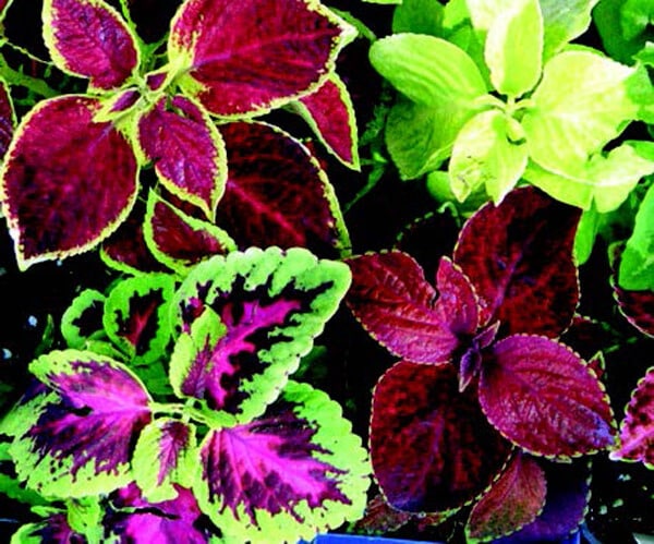 where are the seeds on a coleus plant Multicolor Rainbow Mix Coleus Seeds — Seeds 'n Such