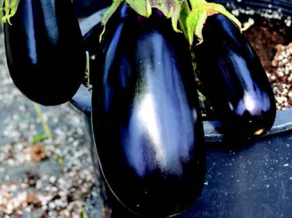 Nadia Hybrid Eggplant