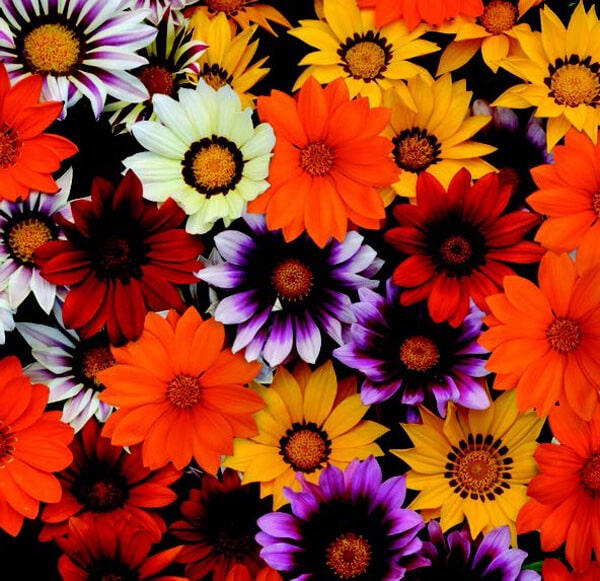 Bulk: New Day Hybrid Mix Gazania Seeds