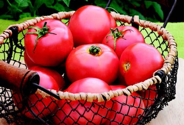 Bulk: New Girl Hybrid Tomato Seeds