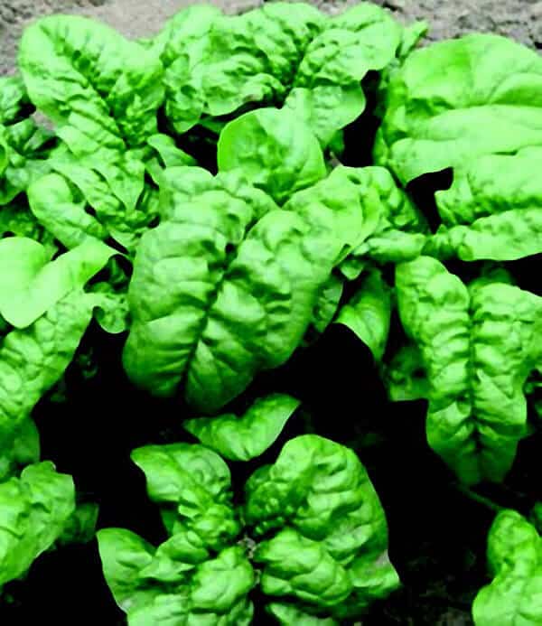 Bulk: Nobel Giant Spinach Seeds