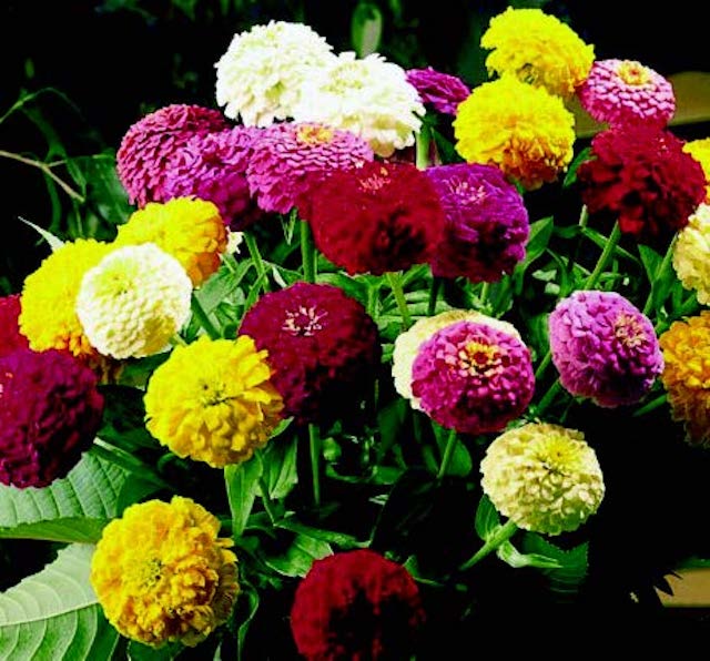 Bulk: Oklahoma Formula Mix Zinnia Seeds