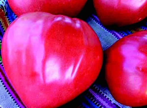 Bulk: Giant Oxheart Tomato Seeds