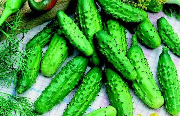 Bulk: Parisian Hybrid Cucumber Seeds