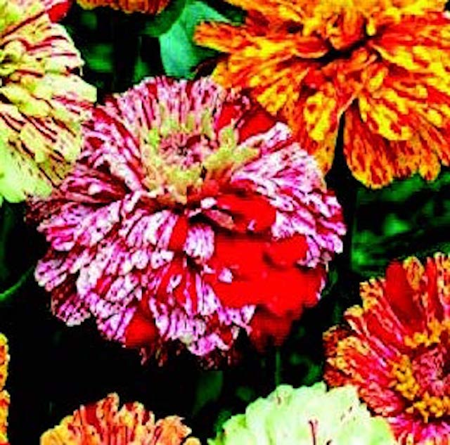 Bulk: Peppermint Stick Zinnia Seeds