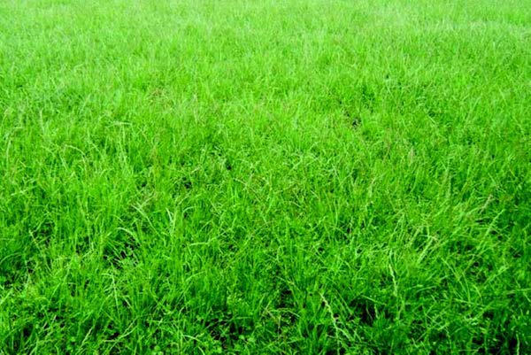 Permanent Pasture Mixture Seeds — Seeds 'n Such