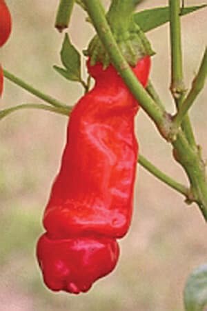 Bulk: Red Peter Hot Pepper Seeds